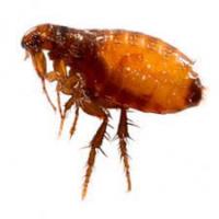 Premium Pest Control image 4